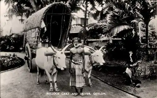 Ak Ceylon Sri Lanka, Bullock Cart and Driver
