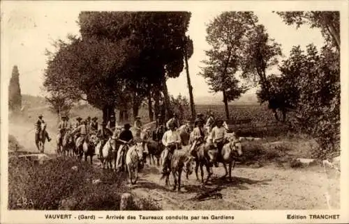 Ak Vauvert Gard, Arrivee des Taureaux conduits par les Gardiens