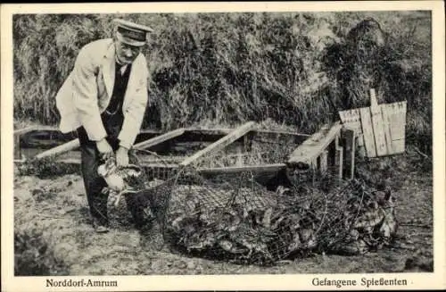 Ak Insel Amrum Nordfriesland, gefangene Spießenten