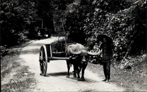 Foto Ak Peschawar Pakistan, Mann, Bauer, Fuhrwerk, Rind