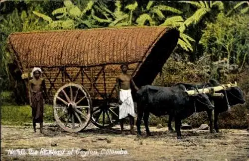 Ak Ceylon Sri Lanka, Bullock Cart and Driver