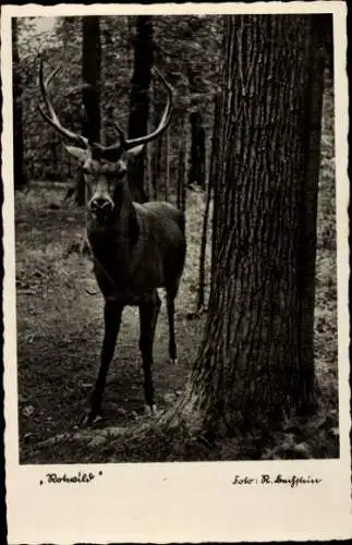 Ak Waldpartie, Rothirsch