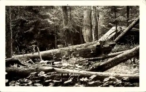 Foto Ak Boubín Kubany Südböhmen, Urwald im Böhmerwald, Baumstämme