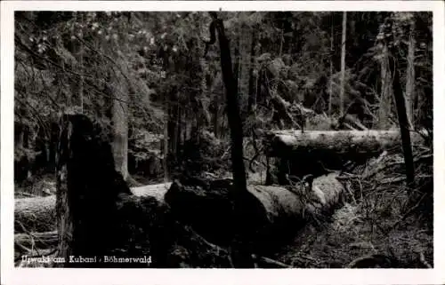 Ak Boubín Kubany Šumava Böhmerwald Südböhmen, Boubínský prales, Kubany Urwald