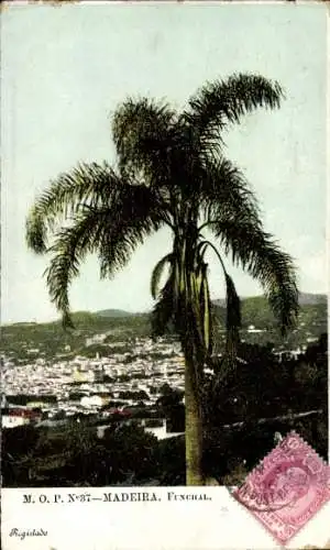 Ak Funchal Insel Madeira Portugal, Gesamtansicht, Palme