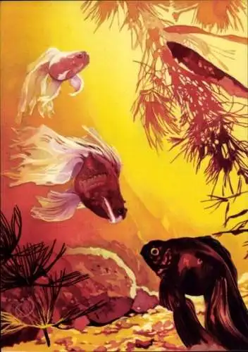 Künstler Ak Wendt, Drei Schleierfische, Steine, Wasserpflanzen