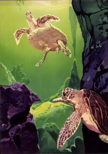 Künstler Ak Wendt, Schildkröten