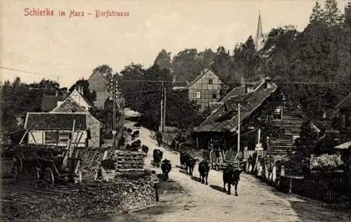 Ak Schierke Wernigerode am Harz, Dorfstraße, Rinder