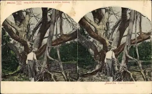 Stereo Ak USA, Gummibaum