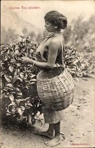 Ak Ceylon Sri Lanka, Frau beim Tee pflücken