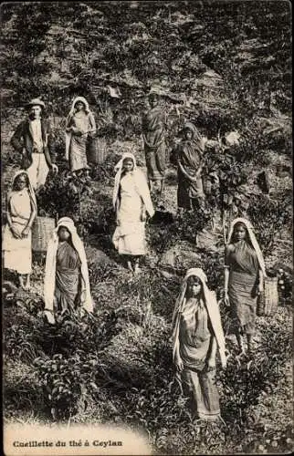 Ak Ceylan Sri Lanka, Cueillette du thé, Teepflückerinnen