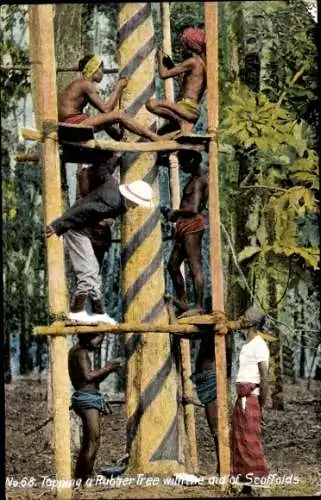 Ak Ceylan Sri Lanka, auf dem Gerüst am Gummibaum