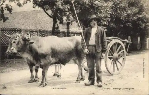 Ak Auvergne, Bauer in Tracht, Rinder, Fuhrwerk