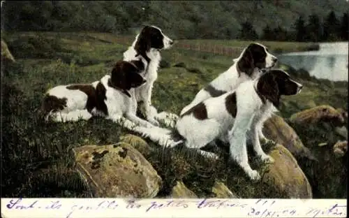 Ak Vier Hunde auf einer Wiese, Felsen, Wasser