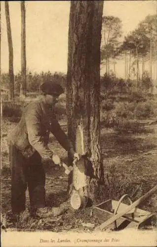 Ak In den Landes, Cramponnage des Pins