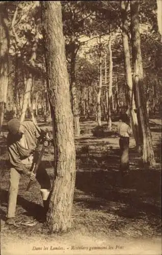 Ak In den Landes, Resiniers gemmant les Pins
