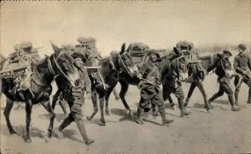 Ak Französische Gebirgsjäger mit Pferden