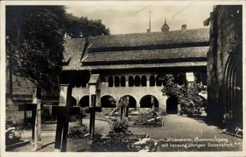 Ak Hildesheim in Niedersachsen, Domkreuzgang, Rosenstock