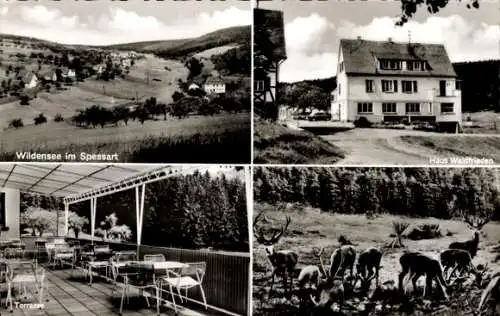 Ak Wildensee Eschau im Spessart, Haus Waldfrieden, Hirsche, Ort mit Umgebung