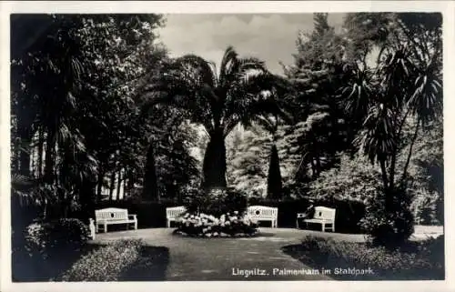 Ak Legnica Liegnitz Schlesien, Palmenhain im Stadtpark