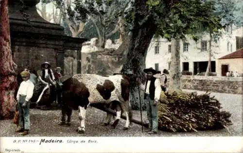 Ak Madeira Portugal, Corca de Bois, Ochse, Holz