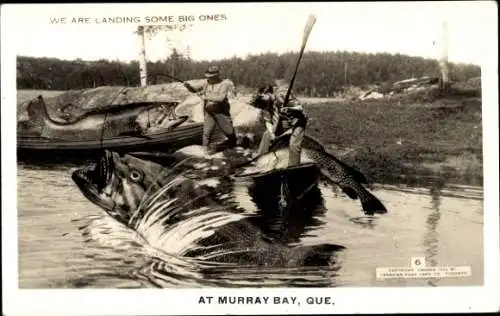 Ak Québec Kanada, Fischfang am Murray Bay