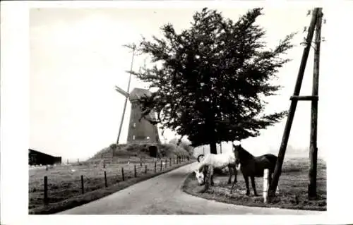 Ak Bronkhorst Bronckhorst Gelderland, Dwang-Mühle, Pferde