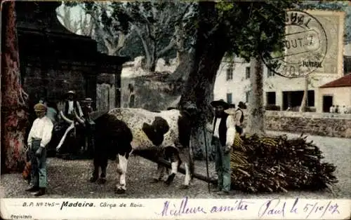 Ak Madeira Portugal, Corca de Bois, Ochse, Holz