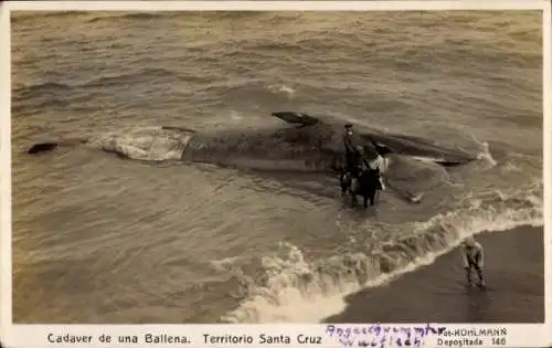 Ak Territorio Santa Cruz Argentinien, Kadaver von einem gestrandeten Wal