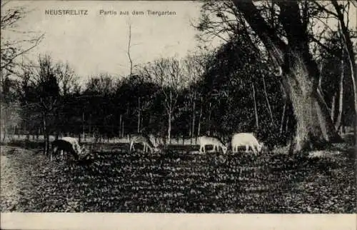 Ak Neustrelitz in Mecklenburg, Tiergarten