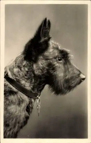 Foto Ak Portrait eines Terriers, Hundeschnauze, Halsband, Spitze Ohren