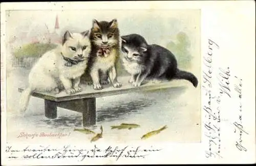 Litho Scharfe Beobachter, Katzen am Fluss, Fische im Wasser
