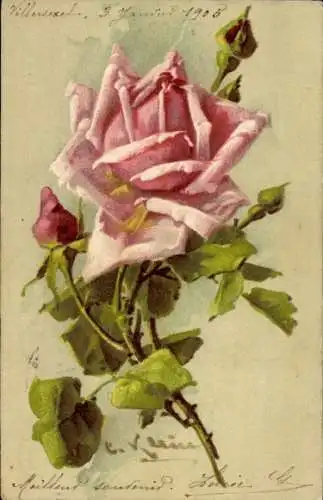 Künstler Litho Klein, Catharina, Blühende Rose