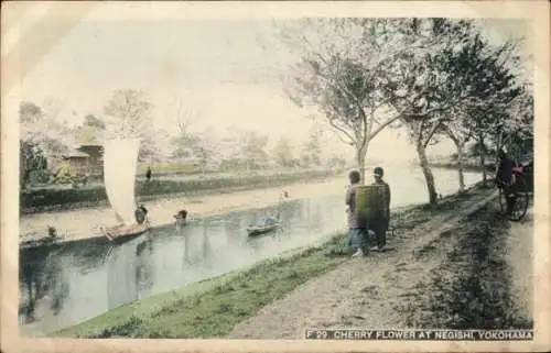 Ak Yokohama Präf. Kanagawa Japan, Kirschblüte am Negishi