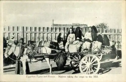 Ak Ägypten, ägyptische Bauern fahren die Ernte zur Mühle, Fuhrwerk