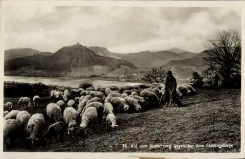 Ak Rolandswerth am Rhein Remagen, Rodderberg, Schafherde, Schäfer, gegenüber Siebengebirge