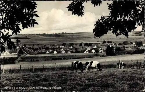 Ak Natzungen Borgentreich in Westfalen, grasende Kühe, Panorama vom Ort