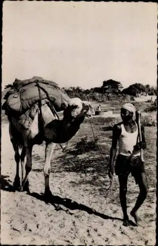 Ak Senegal, Transport d'Arachides, Erdnusstransport per Kamel