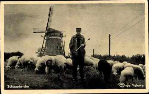 Ak Op de Veluwe, Windmühle, Schafe