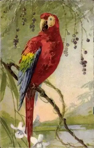 Künstler Ak Papagei auf einem Ast, roter Ara