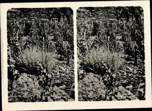 Stereo Foto Altenahr im Ahrtal, Weinberge an der Ruine Altenahr