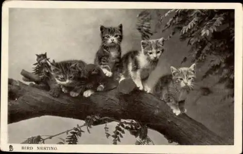 Ak Vier kleine Katzen am Baum, Ast