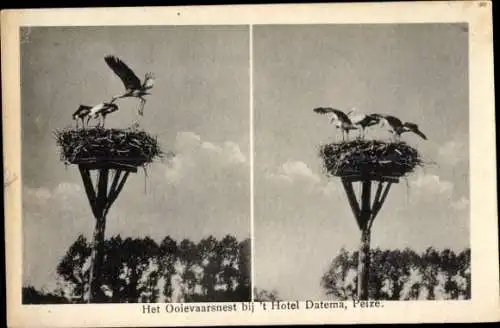 Ak Storchnest, Störche, Junge Vögel