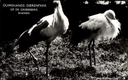 Ak Rhenen Utrecht, Tierpark, Störche