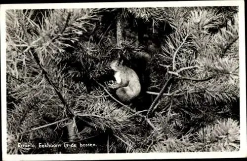 Ak Ermelo Gelderland, Eichhörnchen