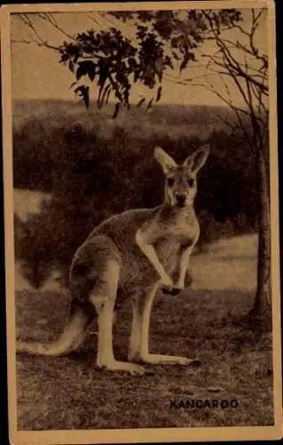 Ak Känguru, Tierportrait