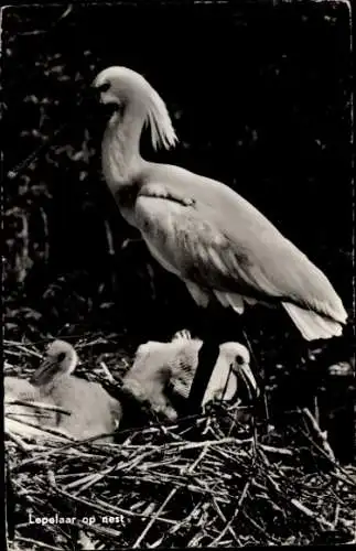 Ak Löffler mit Jungtieren, Vogelnest