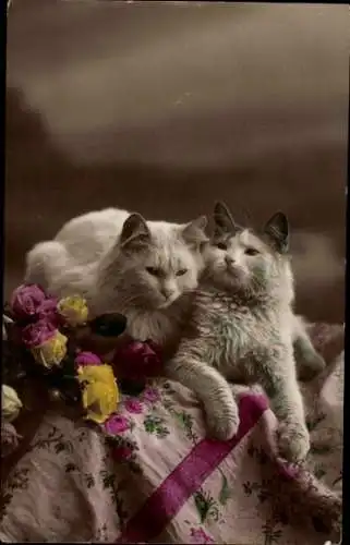 Ak Zwei weiße Katzen, Blumen, Tisch
