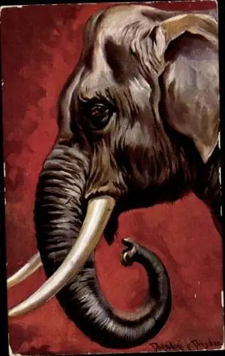 Künstler Ak Donadini, Antonio Ermenegildo, Elefant, Portrait