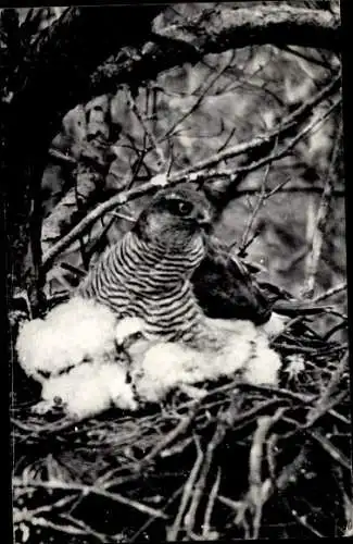 Ak Sperber im Vogelnest, Vögel